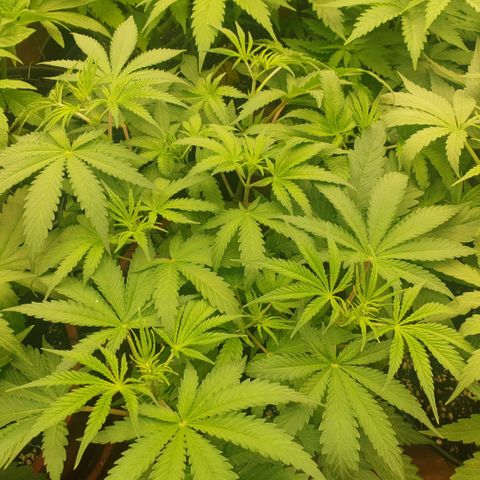 OG Kush growlog timeline photo