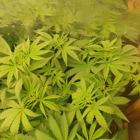 White Widow  growlog timeline photo
