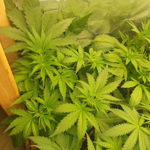 White Widow  growlog timeline photo