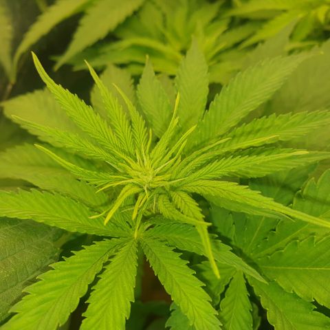 Captain Future growlog timeline photo