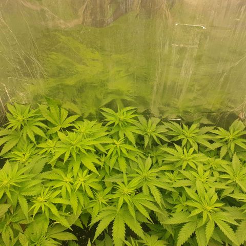 Captain Future growlog timeline photo