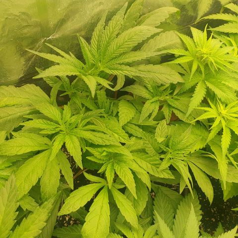 Captain Future growlog timeline photo