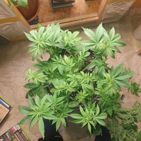 Captain Future growlog timeline photo