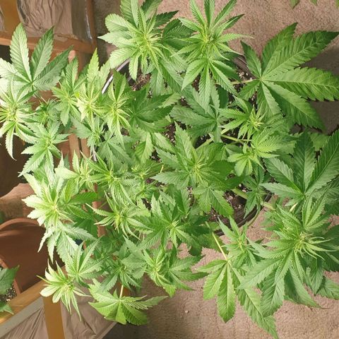 Captain Future growlog timeline photo