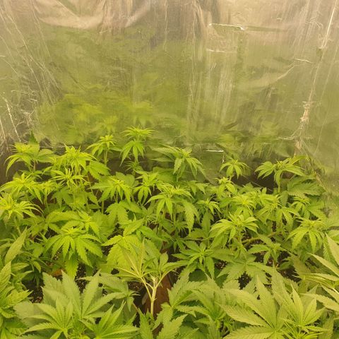 Captain Future growlog timeline photo