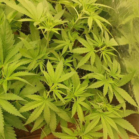 White Widow  growlog timeline photo
