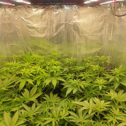 Captain Future growlog timeline photo
