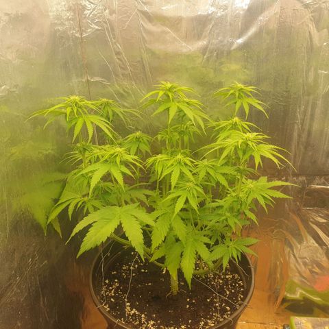 Captain Future growlog timeline photo