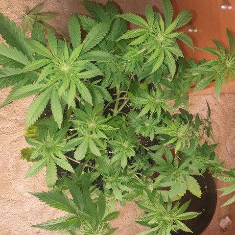 Captain Future growlog timeline photo