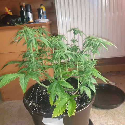 Captain Future growlog timeline photo