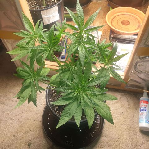 Captain Future growlog timeline photo