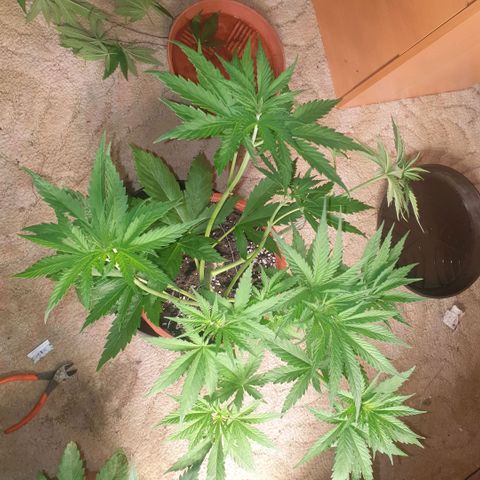 White Widow  growlog timeline photo