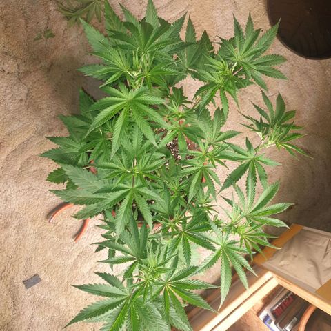 OG Kush growlog timeline photo