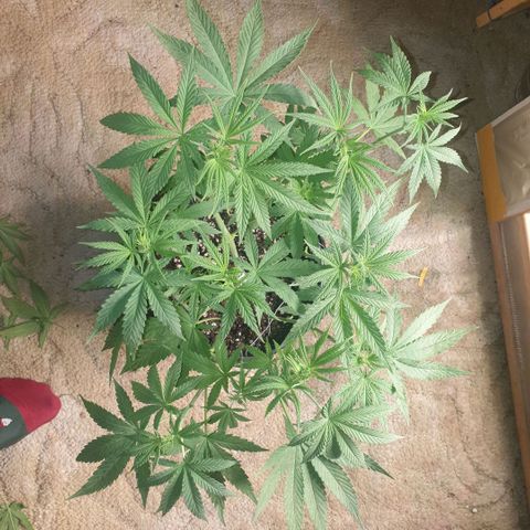 White Widow  growlog timeline photo