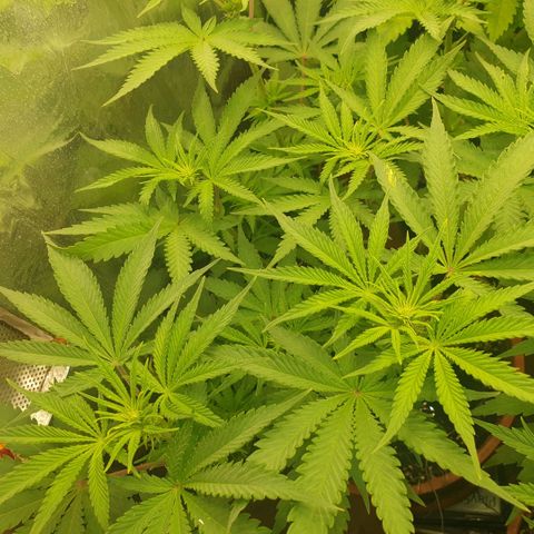 OG Kush growlog timeline photo