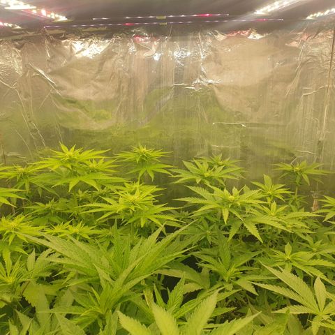 Captain Future growlog timeline photo