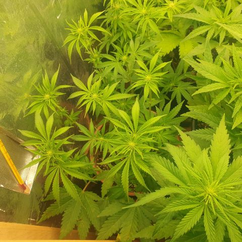 OG Kush growlog timeline photo