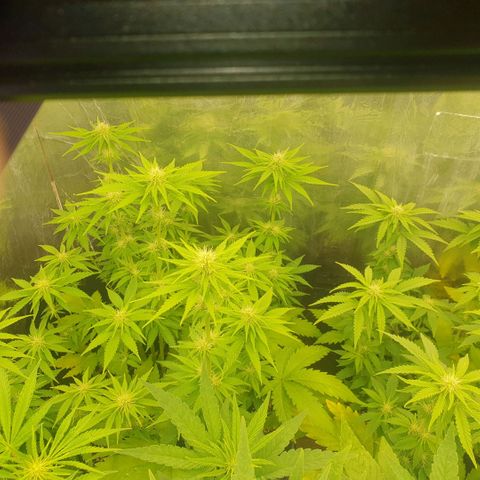 Captain Future growlog timeline photo