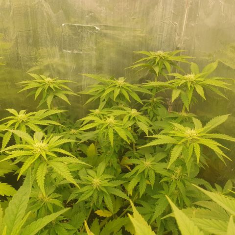 Captain Future growlog timeline photo