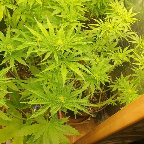 White Widow  growlog timeline photo