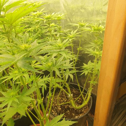 White Widow  growlog timeline photo
