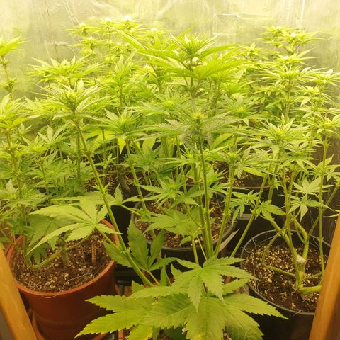White Widow  growlog timeline photo