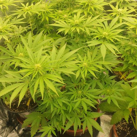 OG Kush growlog timeline photo