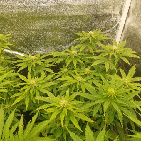 Captain Future growlog timeline photo