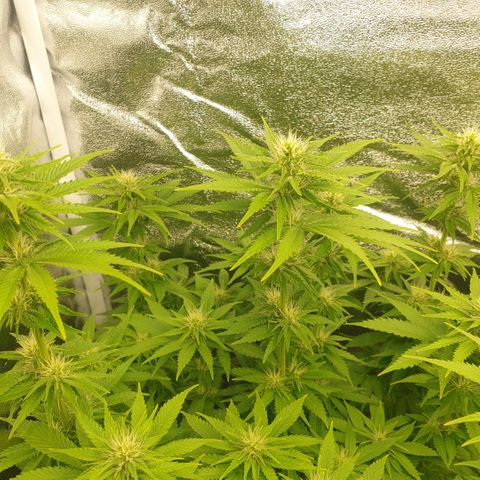 Captain Future growlog timeline photo