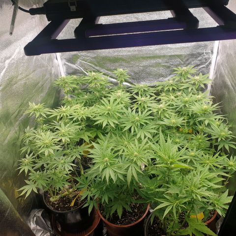 White Widow  growlog timeline photo