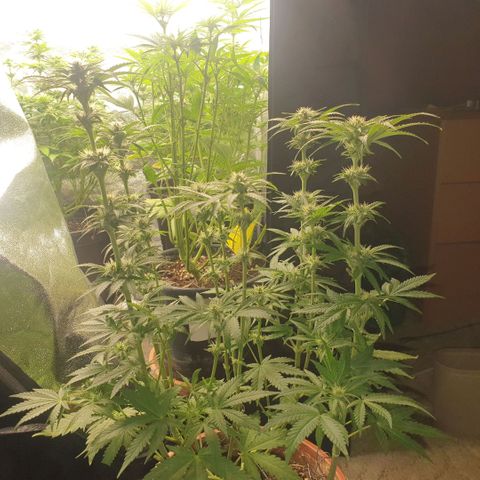 OG Kush growlog timeline photo