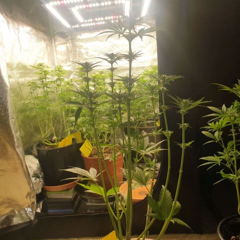 White Widow  growlog timeline photo