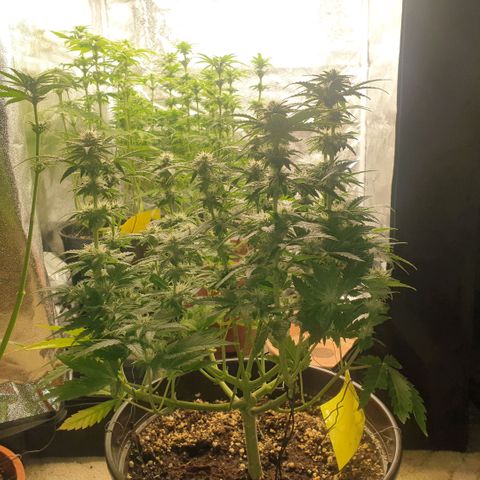 Captain Future growlog timeline photo