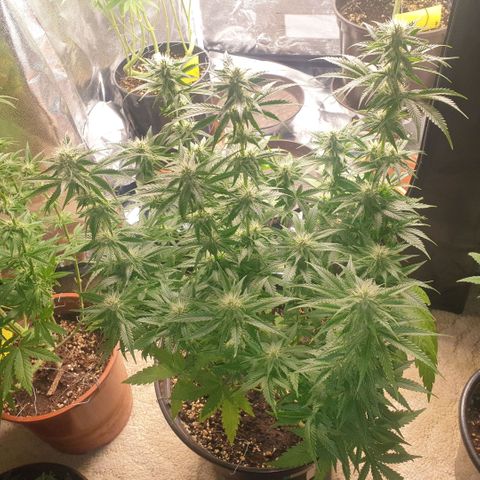 Captain Future growlog timeline photo
