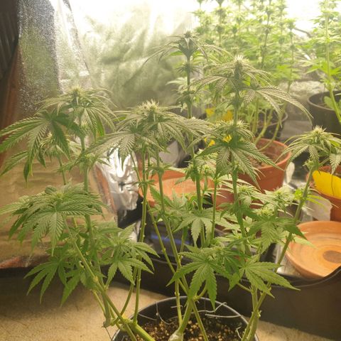White Widow  growlog timeline photo