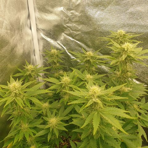Captain Future growlog timeline photo