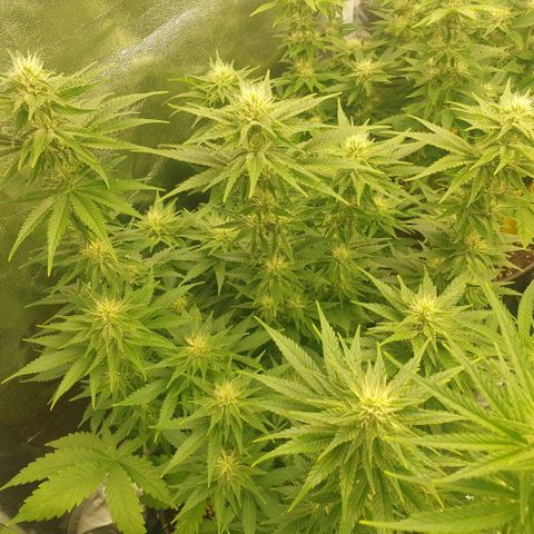Captain Future growlog timeline photo