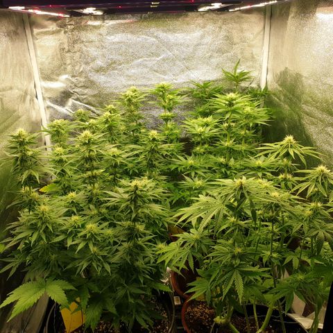 White Widow  growlog photo: Es läuft gut 👍 