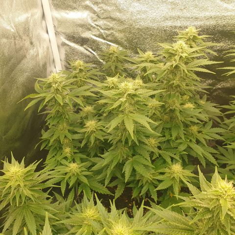 Captain Future growlog timeline photo