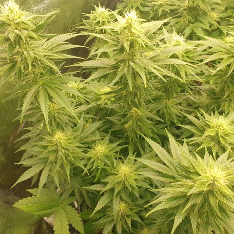 Captain Future growlog timeline photo