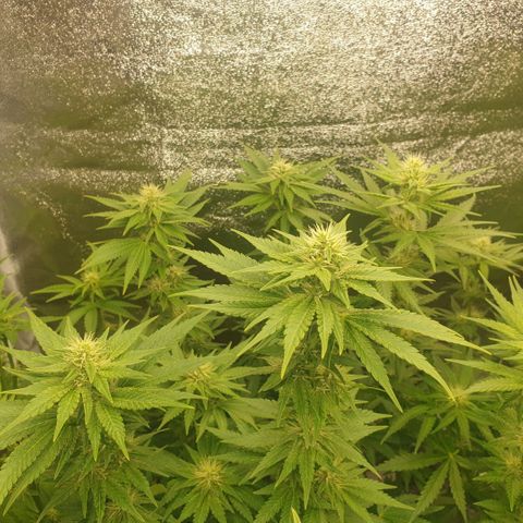 OG Kush growlog timeline photo
