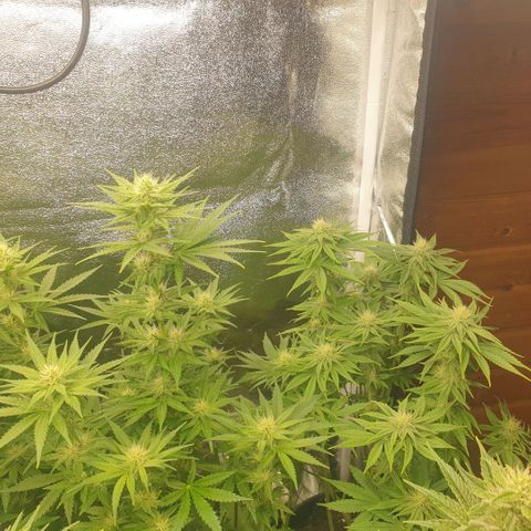 White Widow  growlog photo: Den beiden geht es richtig gut 👍 