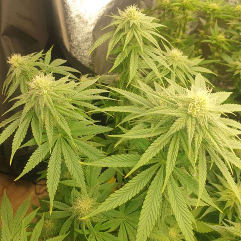 White Widow  growlog timeline photo