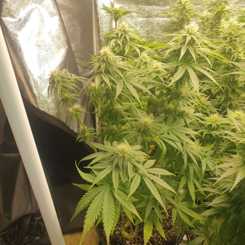 White Widow  growlog timeline photo
