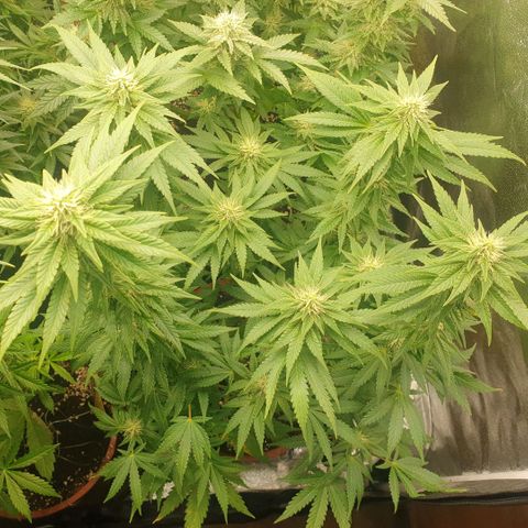 OG Kush growlog timeline photo