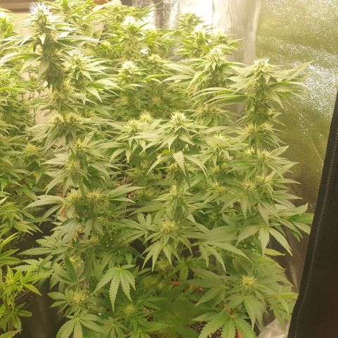 OG Kush growlog timeline photo