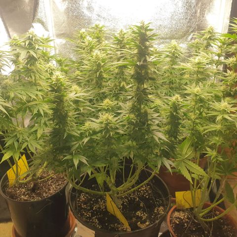 Captain Future growlog timeline photo