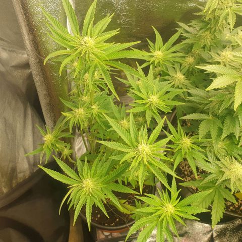 Captain Future growlog timeline photo