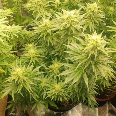 Captain Future growlog timeline photo
