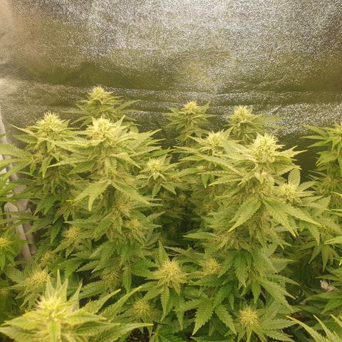Captain Future growlog timeline photo